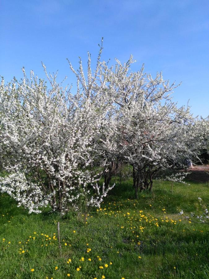 Le Repaire Des Hirondelles - Le Colombage Βίλα Scharrachbergheim-Irmstett Εξωτερικό φωτογραφία